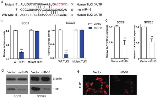 Figure 3. TLK1 is a potential target of miR-16 in OSCC cells. (a) miR-16 was identified to potentially interact with the 3-UTR of TLK1 (Wild type). The putative miR-16 binding sites were mutated to generate mutated TLK1 3-UTR (Mutant). (b) Luciferase reporter assay was performed to determine the interaction between miR-16 and the 3`-UTR of TLK1 mRNA in SCC9 and SCC25 cells. SCC9 cells were transfected with lentivirus vector-expressing miR-16 (miR-16) or its negative control (Vector). (c) Analysis of TLK1 mRNA expression by qRT-PCR. (d) After transfection, SCC9 and SCC25cells were subjected to western blot for the level of TLK1 protein. (e) Immunofluorescence staining of TLK1 in SCC9 cells with miR-16 overexpression. **p < 0.01, ***p < 0.001 vs. Vector. The experiments were performed in triplicate.