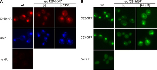 FIG 7 The rpc128-1007 mutation lowers the nuclear concentration of some Pol III subunits, but these effects are suppressed by overproduced Rbs1. Wild-type and rpc128-1007 mutant derivatives transformed with empty vector ([-]) or a multicopy plasmid with the RBS1 gene were grown in rich glucose medium to log phase. (A) Immunofluorescence of cells encoding C160-HA by using anti-HA antibody. Nuclei were stained with DAPI. (B) Live imaging of cells encoding C82-GFP or C53-GFP.