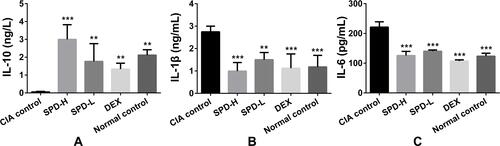 Figure 2 Effects of spermidine on the release of IL-10, IL-1β, and IL-6 in the serum of collagen-induced arthritis (CIA) mice. (A) IL-10 levels; (B) IL-1β levels; (C) IL-6 levels. Data are presented as mean ± standard deviation from five animals and analyzed using single-factor analysis of variance followed by the least significant difference test. **P < 0.01, ***P < 0.001 vs CIA control group.
