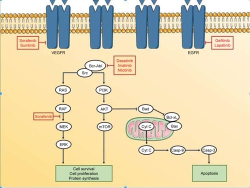 Figure 1 Mechanisms of action of FDA-approved tyrosine kinase inhibitors.