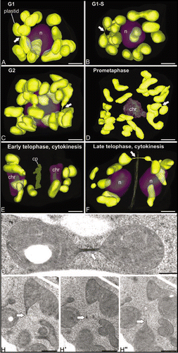 Figure 2 Cell cycle-dependent changes in distribution and morphology of SAM cell plastids in Arabidopsis. (A–F) show 3D reconstructions of all of the plastids in six different SAM cells at representative stages of the cell cycle. Note that the plastids maintain their sausage-like morphology throughout the cell cycle and that they do not form reticulate structures. Arrows point to stromule-like connections between plastids. As seen in (G and H), these narrow bridging structures have highly variable lengths, contain stroma materials, but are devoid of thylakoids. (H and H″) are three consecutive serial sections extracted from a whole-cell 3D reconstruction of a SAM cell. Bars in (A–F): 2 µm, (G and H): 500 nm.