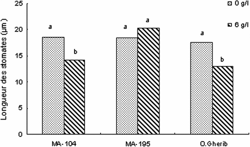 Fig. 3 -Effect of NaCl on the stomatal length of white poplar clones (MA-104, MA-195 and O. Gherib). Values represent the mean of forty-eight individual measurements. Fig. 3. Effet de NaCl sur la longueur des stomates des clones de peuplier blanc (MA-104, MA-195 et O.Gherib). Les valeurs représentent les moyennes de quarante-huit mesures individuelles.