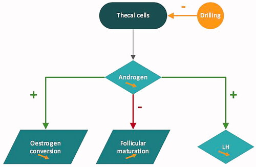 Figure 2. Ovarian drilling mechanism of action.