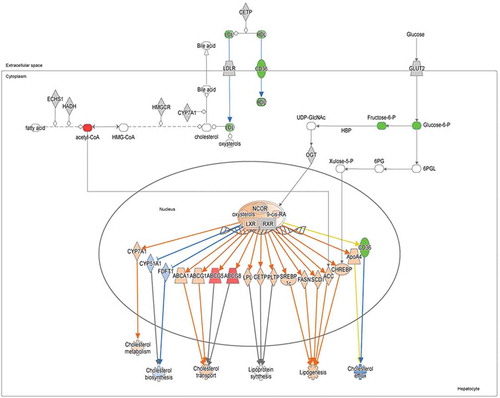 Figure 8. The Liver X Receptor (LXR) pathway as the result of the integration between transcriptomic and metabolomic data. The scheme was generated using the Ingenuity Pathway Analysis (IPA) software. Upregulated and downregulated molecules detected by RNA-Seq are shown in red and green, respectively. Functionally activated or inhibited molecules are shown in orange or blue, respectively, together with their interactions (arrows).