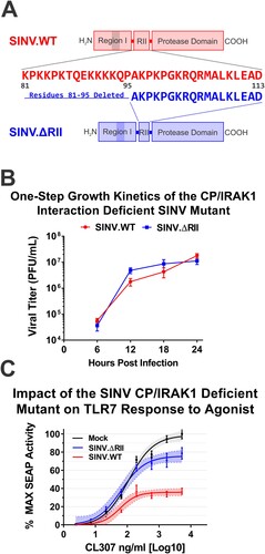 Figure 3. The N-terminal residues of the SINV RII domain are dispensable to replication but essential to repressing IRAK1-dependent signalling. (A) A schematic diagram of the CP/IRAK1 interaction deficient SINV.ΔRII mutant relative to wild type SINV. (B) One-step growth kinetics of the SINV.ΔRII mutant relative to wild type SINV. Briefly, BHK-21 cells were infected with the aforementioned SINVs at an MOI of 5 infectious units per cell, and the release of mature infectious viral particles into the tissue culture supernatant was followed with respect to time. The quantitative data shown are the means of three independent biological replicates, with the error bar representing the standard deviation of the means. (C) The capacity of the SINV.ΔRII mutant to repress IRAK1-dependent signalling during infection was assessed similarly to that described in Figure 2, with the exception that the HEK293 TLR7 reporter cells were infected with wild type SINVP726G, SINV.ΔRIIP726G, or mock infected prior to the addition of TLR7-specific agonist. The quantitative data shown are the means of at least four independent biological replicates, with the error bar representing the standard deviation of the means. The connecting line represents a non-linear regression of the underlying data, and the shaded region indicates the 95% confidence interval of the non-linear regression. Thus, data points where the shaded regions do not intersect are statistically significant by a p-value of at least <0.05, as determined by ANOVA analysis and post hoc Student’s T-tests.
