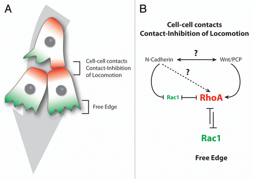 Figure 3 Xenopus cephalic NC cells are polarized by contact-inhibition of locomotion. (A) Contact-Inhibition of Locomotion is triggered by cell interactions. Cells are polarized according to their cell-cell contacts; free edge is in green, cell contacts are in red. (B) Cell-cell interactions are mediated by N-Cadherin and Wnt/PCP signaling. N-Cadherin is required for a local inhibition of Rac1 at the cell junctions and Wnt/PCP induces an increase of RhoA activity at the contact. Both N-Cadherin and Wnt/PCP maintain low Rac1 and high RhoA activities at the cell-cell contact which restrict Rac1 activity at the free edge.