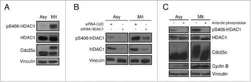 Figure 2. Characterization of the pS406-HDAC1 monoclonal antibody BT-15. (A) Mitotic synchronization of HeLa cells by nocodazole treatment. Samples were analyzed by protein gel blot with the indicated antibodies. Cdc25c is used as mitotic marker, vinculin as loading control. (B) RNA interference of HDAC1 in asynchronous and mitotic HeLa cells. Samples were analyzed by western blot using the indicated antibodies. Vinculin is used as loading control. (C) Antarctic phosphatase assay on asynchronous and mitotic HeLa cells. Samples were analyzed by protein gel blot with the indicated antibodies. Cdc25c was used as positive control for Antarctic phosphatase, Cyclin B as mitotic marker, Vinculin as loading control.