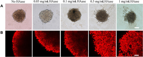 Figure 5 Fluorescence inverted microscopy images (A) and confocal microscopy images (B) of HepG2 tumor spheroids upon incubation with NPs-EPI, NPs-EPI/HAase (combined with 0.05, 0.1, 0.5, 1.0 mg/mL HAase, respectively). Scale bars for A, B represent 200 μm and 50 μm, respectively.