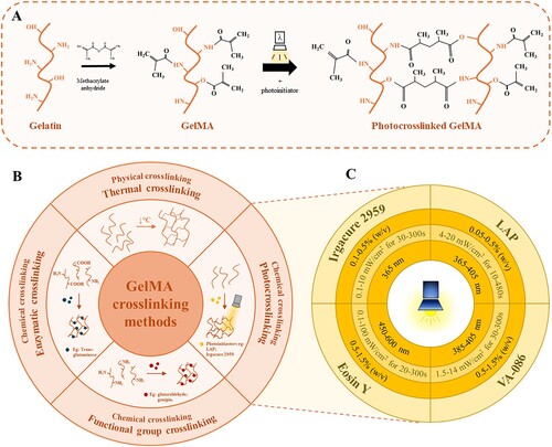 Figure 2. Schematic representation of GelMA modification and crosslinking process: (A) GelMA methacrylation mechanism; (B) GelMA main crosslinking methods; (C) Main photoinitiators employed for GelMA photocrosslinking.