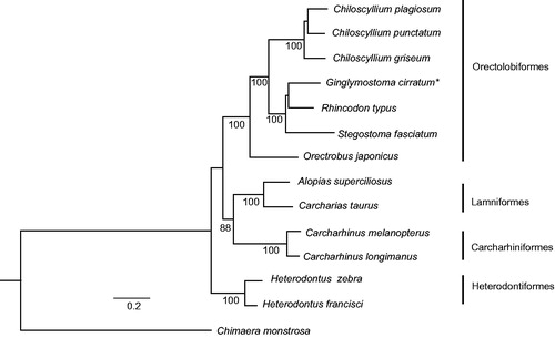 Figure 1. Phylogenetic tree showing Ginglymostoma cirratum forming a clade with Rhincodon typus and Stegostoma fasciatum. Numbers below each node represent bootstrap values from 100 replicates. GenBank accession numbers are Chiloscyllium plagiosum (NC_012570), Chiloscyllium punctatum (NC_016686), Chiloscyllium griseum (JQ434458), Ginglymostoma cirratum (KU904394), Rhincodon typus (KC633221), Stegostoma fasciatum (KU057952), Orectrobus japonicus (KF111729), Alopias superciliosus (KC757415), Carcharias taurus (KF569943), Carcharhinus melanopterus (NC_024284), Carcharhinus longimanus (NC_025520), Heterodontus zebra (KC845548), Heterodontus francisci (NC_003137) and Chimaera monstrosa (AJ310140).
