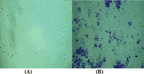 Figure 6. Photographs illustrating the antifouling effect of S. parvus' crude extract on the fouling bacteria (A) and the effect without crude extract (B).