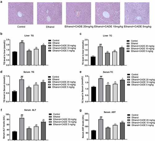 Figure 1. CADE reduced lipid accumulation in liver and serum of alcohol-fed mice. (a) Representative images of H&E staining (original scale = 1:10). (b) Liver TC levels. (c) Liver TC levels. (d) Serum TG levels. (e) Serum TC levels. (f) Serum ALT levels. (g) Serum AST levels. All data are expressed as means ± SD. ##p < 0.01 vs. the control group, and *p < 0.05 and **p < 0.01 vs. the ethanol group.