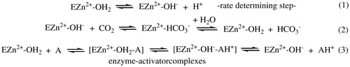 Scheme 1. CA-catalyzed CO2 hydration reactions (steps 1 and 2), and CA activation with an activator molecule A.