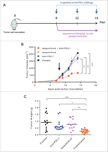 Figure 5. Combination of tasquinimod with Anti-PD-L1 therapy synergistically reduces tumor growth. (A) Study design: Subcutaneous MBT-2 tumors were allowed to grow until reaching an average size ranging between 50 and 100 mm3 (day 8). Mice (n = 16) were treated with IgG2B (control), Anti-PD-L1, tasquinimod or the combination of tasquinimod + Anti-PD-L1. (B) Tumor growth curves represent serial caliper measurements. Error bars indicate mean ± SEM (One-way ANOVA; **p < 0.005, ***p < 0.001). Tumor weights at the endpoint (day 15) are shown in (C) (Kruskal–Wallis test; *p < 0.05, **p < 0.005, ***p < 0.001). The experiments were repeated at least four times. Results from one representative experiment are shown.