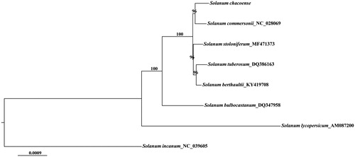 Figure 1. Maximum likelihood phylogenetic tree of S. chacoense based on eight complete chloroplast genome sequences using S. lycopersicum and S. nigrum as outgroups. Bootstrap values are given above branches based 1000 replicates.