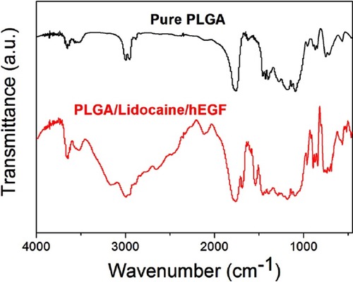 Figure 4 FTIR spectra of electrospun pure PLGA and lidocaine/hEGF-loaded PLGA nanofibers.Abbreviations: FTIR- fourier-transform infrared spectroscopy; hEGF, human epidermal growth factor; PLGA, poly[(d,l)-lactide-co-glycolide]; FTIR, fourier-transform infrared spectroscopy.