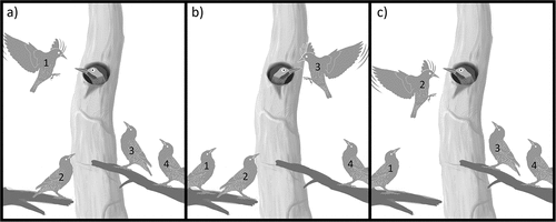 Figure 2. Scheme representing the groupal harassment by European Starlings. a), b) and c) show three instances of alternance between starling individuals hovering near a cavity entrance protected by a Green-barred woodpecker. Starling individuals are identified across the sequence by numbers 1–4.