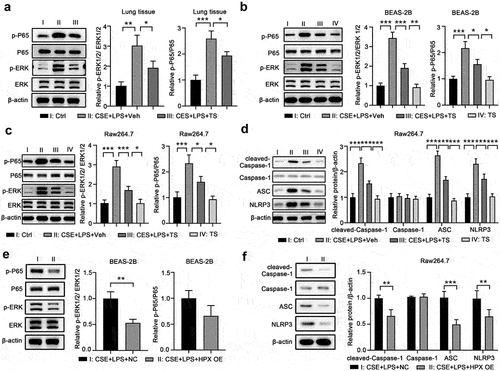 Figure 7. TS relieved the activation of the NF-κB signaling pathway and NLRP3 inflammasome pathway in lung cells and macrophages. (a) Lung tissues from control mice, vehicle-treated COPD mice and TS-treated COPD mice were subjected to western blot analyses. Representative bands are shown, and the relative protein levels of p-ERK and p-P65 were quantitated by densitometry. (b-d) BEAS-2B cells and RAW264.7 cells were left untreated, or challenged with CSE and LPS with pretreatments with vehicle or TS, or treated with TS only. (b-c) The relative protein levels of p-ERK and p-P65 in BEAS-2B cells (b) and RAW264.7 cells (c) were quantitated by western blot and densitometry. (d)The relative protein levels of cleaved-Caspase-1, Caspase-1, ASC, and NLRP3 in RAW264.7 cells were quantitated by western blot and densitometry. (e-f) BEAS-2B cells and RAW264.7 cells at 48 h after infection of control lentivirus or lentivirus expressing HPX/Hpx were further challenged with CSE and LPS. (e)The relative protein levels of p-ERK and p-P65 in the indicated BEAS-2B cells were quantitated by western blot and densitometry. (f)The relative protein levels of cleaved-Caspase-1, Caspase-1, ASC, and NLRP3 in the indicated RAW264.7 cells were quantitated by western blot and densitometry. n=3 for each group. *P<0.05; **P<0.01; ***P<0.001, between the indicated groups.