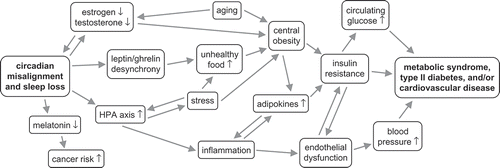 Figure 2. Circadian misalignment and sleep loss contribute to poor health outcomes. The diagram illustrates several key pathways involved (see, e.g. Kryger et al., 2016), although the underlying mechanisms are more multifactorial and complex. Adipokines: cytokines (cell signalling proteins) secreted by fat tissue and involved in immune responses. Endothelial dysfunction: imbalance between vasodilating and vasoconstricting substances acting on the endothelium, the inner lining of blood vessels. Estrogen, testosterone: sex hormones. HPA axis: hypothalamic–pituitary–adrenal axis – complex interactions between the hypothalamus, pituitary gland and adrenal glands implicated in stress response. Insulin resistance: impaired cell response to insulin, a hormone regulating metabolism and utilization of energy from food, especially glucose. Leptin, ghrelin: hormones signalling satiety and hunger, respectively. Melatonin: hormone, secreted at night, that anticipates the daily period of darkness and protects against cell damage from free radicals. Metabolic syndrome: a cluster of symptoms that may lead to diabetes and cardiovascular disease. ↑ increased or activated; ↓ decreased.
