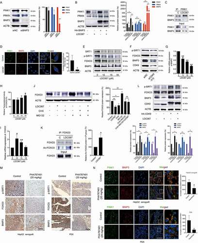 Figure 3. Inhibition of CDK9 promotes the degradation of PINK1 by inactivating the SIRT1-FOXO3-BNIP3 pathway. (A) HepG2 cells were transfected with BNIP3 siRNA, and the protein expression levels of PINK1, PRKN and BNIP3 were assayed by Western blot and then quantified. (B) BNIP3-overexpressing HepG2 cells were treated with 15 μM LDC067 for 24 h and immunoblotted for PINK1, PRKN, and BNIP3. Protein expression was quantified and normalized to ACTB. (C) HepG2 cells were treated with 15 μM LDC067 for 24 h. The lysates were immunoprecipitated against PINK1, and immunoblotting assays for PINK1 and PRKN were performed. (D) The colocalization of BNIP3 and PINK1 was observed (1000×, scale bar: 50 μm). The colocalization area of BNIP3 with PINK1 per cell was quantified. (E and F) HepG2 cells were treated with LDC067 for 24 h (E) or transfected with CDK9 siRNA-315 (F), and Western blot analysis was performed. (G) Quantitative RT-PCR was performed to detect BNIP3 mRNA expression. (H) The transcriptional activity of FOXO3 was determined with a dual-luciferin reporter assay. The firefly luciferase activity was normalized to the Renilla luciferase activity for each sample. (I) Quantitative RT-PCR was performed to detect FOXO3 mRNA expression. (J) HepG2 cells were treated with 15 μM LDC067 with or without 15 μM MG132 and 15 μM CHX for 24 h, and FOXO3 protein expression was assayed and quantified. (K) Immunoprecipitation against FOXO3 was performed in HepG2 cells upon treatment with 15 μM LDC067 for 24 h. The acetylated FOXO3 signal was visualized with a pan acetyl-lysine antibody. Protein quantitative analysis of the acetylated FOXO3 expression was normalized to that of FOXO3 in the IP group. (L) HepG2 cells were transfected with an HA-labeled CDK9 plasmid and then treated with 15 µM LDC067 for 24 h. Western blot analysis was performed. The indicated protein expression levels were quantified and normalized to ACTB. (M and N) HepG2 cell xenograft and PDX models were administrated with physiological saline (control) or PHA76749 (20 mg/kg, i.v., once a day for 10 days). (M) Immunohistochemical detection of the p-SIRT1, FOXO3 and BNIP3 proteins in tumor tissues (400×, scale bar: 50 μm). (N) Tumor tissue immunofluorescence detected by BNIP3 and PINK1 antibodies (1000×, scale bar: 50 μm). The colocalization area of PINK1 with BNIP3 was quantified. Bar, SD. *P < 0.05 or **P < 0.01.