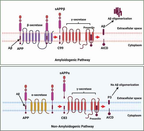 Figure 2. β- and γ-secretases are involved in the synthesis of Aβ. β-secretase cleaves the APP to form transmembrane C-99 fragment with the N-terminus of the Aβ peptide. This is followed by the action of γ-secretase, which cleaves C-99 fragment in the transmembrane domain to make the C-terminus of Aβ.