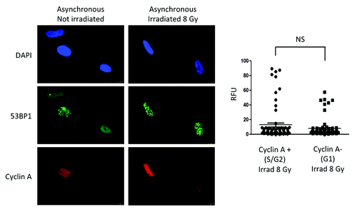 Figure 4. Levels of 53BP1 and formation of IRIF in cycling cells. Immunofluorescence with 53BP1 and Cyclin A antibodies was performed in asynchronously growing cells that were irradiated with 8 Gy or mock irradiated. DAPI staining was used to identify all nuclei. Cyclin A positive cells represent cells in S/G2 phases of the cell cycle, while Cyclin A-negative cells represent cells in G1. Graphs show quantitation of the intensity of fluorescence (relative fluorescence units) in 200 cells per condition. We compared intensity of fluorescence of 53BP1 between Cyclin A-positive (S/G2) and Cyclin A-negative (G1) cells that were irradiated with 8 Gy. Statistically significant differences were not observed (NS).