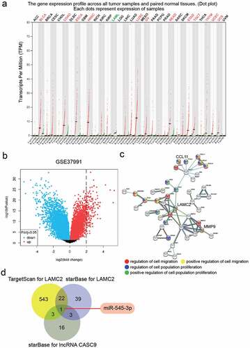 Figure 1. lncRNA CASC9 might play the key role in OSCC by miR-545-3p/LAMC2. (a) The expression of lncRNA CASC9 in multiple cancer types based on GEPIA database. Red color represents the CASC9 expression in tumor samples, and green color represents the CASC9 expression in normal samples. (b) The 130 upregulated genes in OSCC samples from a mRNA microarray GSE37991 was identified by limma 3.26.8 with the filter criteria of adj.P < 0.05 and log2FC>2. (c) Three key genes were identified to be associated with cell migration and cell proliferation by STRING GO enrichment. (d) miR-545-3p was confirmed as the common miRNA targeting LAMC2 and lncRNA CASC9 by the prediction of TargetScan and starBase