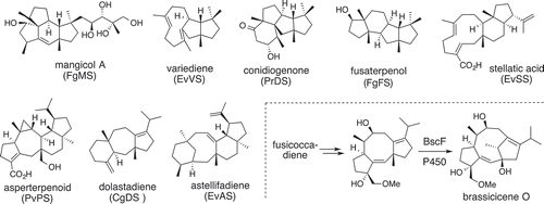 Figure 7. Di-/sesterterpenes produced by Clade II-terpene synthases and unusual oxidative rearrangement found in the brassicicene biosynthesis.