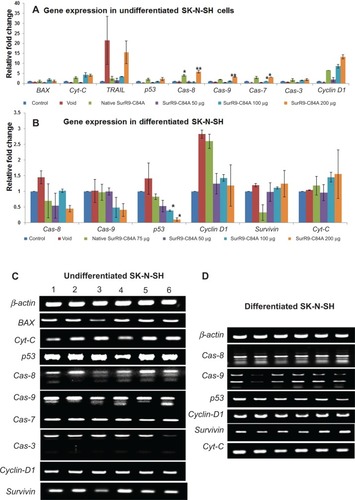 Figure 5 Gene-expression study in (A) undifferentiated and (B) differentiated SK-N-SH cells after SurR9-C84A treatment.Notes: SurR9-C84A showed increased expression of apoptotic genes in undifferentiated cells, whereas a reduced expression of them was noticed in differentiated SK-N-SH cells. The relative expression of all the genes was measured and calculated relative to the housekeeping gene β-actin. Data are represented as means ± standard deviation of two independent experiments. (C) Gel images of gene expression in undifferentiated and (D) differentiated SK-N-SH cells. Lanes 1–6 are control, void, pure SurR9-C84A 75 μg, and SurR9-C84A-loaded NPs with 50, 100, and 200 μg treatments, respectively. *P<0.05; **P<0.01.Abbreviation: NPs, nanoparticles.
