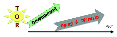 Figure 2. From delelopmental growth (program) to aging (shadow). Quasi-programmed aging is driven by over-activation of signal-transduction pathways such as TOR and exacerbation of normal cellular functions, which become harmful (hyper-function), leading to alterations of homeostasis, malfunctions, diseases, and organ damage.