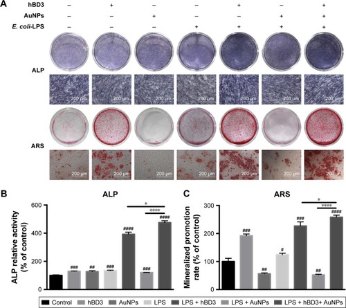 Figure 3 Effects of hBD3-combined AuNPs on the ALP activity and calcium deposition of hPDLCs in inflammatory microenvironments.Notes: hPDLCs were treated with hBD3 (5 μg/mL), AuNPs (45 nm, 10 μM), and E. coli-LPS (1 μg/mL). (A) ALP staining on day 7 and calcium deposition staining with ARS on day 21. (B) ALP activity levels on day 7 and (C) calcium deposition quantification on day 21. #P<0.05, ##P<0.01, ###P<0.001, and ####P<0.0001 compared with the group control; *P<0.05 and ****P<0.0001.Abbreviations: ALP, alkaline phosphatase; ARS, alizarin red S; AuNPs, gold nanoparticles; E. coli, Escherichia coli; hBD3, human β-defensin 3; hPDLCs, human periodontal ligament cells; LPS, lipopolysaccharides.