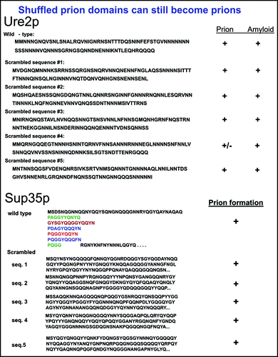 Figure 2 Scrambled prion domains can still be prions.Citation34,Citation35 In place of the normal Ure2 or Sup35 prion domains, shuffled prion domains (five of each) with the same amino acid content were constructed and integrated. Each of the shuffled prion domains could be a prion, although one of each was unstable.
