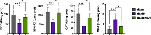 Figure 4 Baicalin administration alleviates oxidative stress in DN. The levels of SOD, GSH-PX, CAT and MDA in kidney tissue extracts of different groups. (n=6) All data are presented as means ± SD. *p <0.05, **p < 0.01, ***p < 0.001.