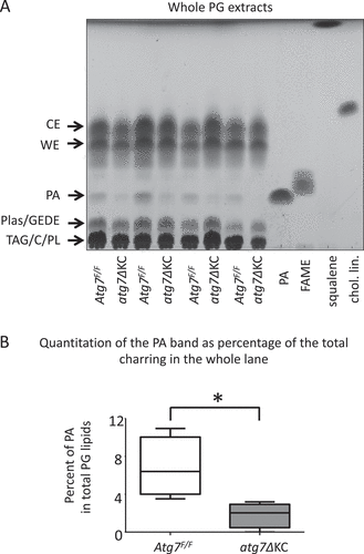 Figure 4. The pheromone palmityl acetate is strongly reduced in lipids from PG of atg7ΔKC mice. (A) Thin layer chromatography separation of lipid extracts from whole preputial glands from mice aged 12–14 months shows a reduced intensity of the palmityl acetate bands in atg7ΔKC mice. Lipids from known amounts of PG were extracted and taken up as 10 mgm tissue equivalent/10 μl chloroform. The identities of the lipids without corresponding standards are inferred by analogy to the Rf observed using the running solvent which separates these fractions well [Citation10]. TAG: triacylglycerides; C: cholesterol; PL: phospholipids; Plas/GEDE: plasmalogens/glyceryl ether diesters; WE: wax esters; CE: cholesterol esters; PA: palmityl acetate; FAME: fatty acid methyl esters; Squ: squalene; chol. lin.: cholesterol linoleate. (B) The graph depicts the charring of the palmityl acetate band as a percentage of total charring. N = 4 mice/genotype. Mann Whitney test, median ± maximum/minimum *p < 0.05.