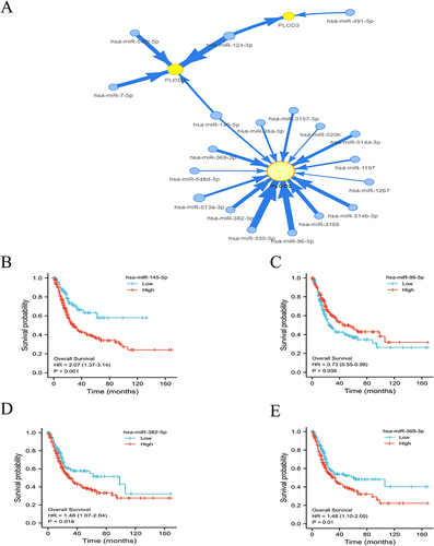 Figure 8 (A) MiRNA–target mRNA pairs in modular intersection genes regulated by miRNAs. Twenty miRNAs (blue circle) and three target PLODs (yellow circle) were included in the network. Arrow widths indicate the degree of correlation between PLODs and miRNA. The prognostic value of the expression levels of miRNA in BLCA patients (B-E).