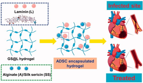 Figure 1. (A) schematic representation of hydrogels fabrications for myocardial infractions.