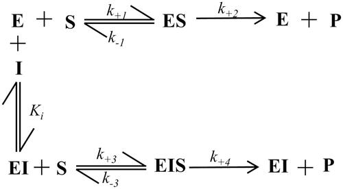 Figure 6. Inhibition model of an enzyme (E) following “the non-classical approach”. (S): substrate; (I): inhibitor; (ES): enzyme-substrate complex; (EI): enzyme-inhibitor complex; (EIS): ternary enzyme-inhibitor-substrate complex; k+1, k−1, k+2, k+3, k−3, k+4 are kinetic constants; Ki is the EI complex dissociation constant. See text for details.