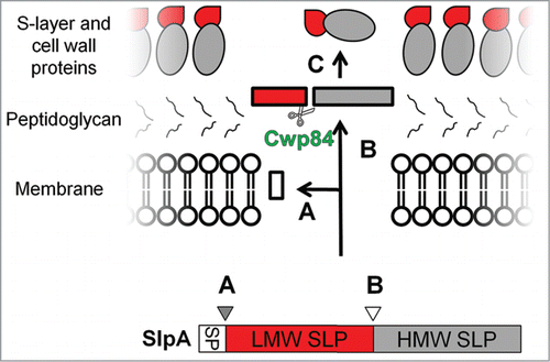 Figure 4. The S-Layer protein complex of C. difficile. The S-layer of C. difficile is composed of high and low molecular weight surface layer proteins (HMW and LMW SLPs). Figure shows the steps involved in the maturation of the S-layer protein complex. Three-stages are shown: (A) - the removal of the signal peptide, (B) - cleavage of SLP by the protease, Cwp84, to generate HMW and LMW, and (C) - The formation of the S-layer matrix by the re-association of the LMW and HMW SLPs. Reprinted with permission from Dang TH, de la Riva L, Fagan RP, Storck EM, Heal WP, Janoir C, Fairweather NF, Tate EW. Chemical probes of surface layer biogenesis in Clostridium difficile. ACS Chem Biol 2010; 5:279-85; PMID:20067320; http://dx.doi.org/10.1021/cb9002859. Copyright 2010 American Chemical Society.Citation116