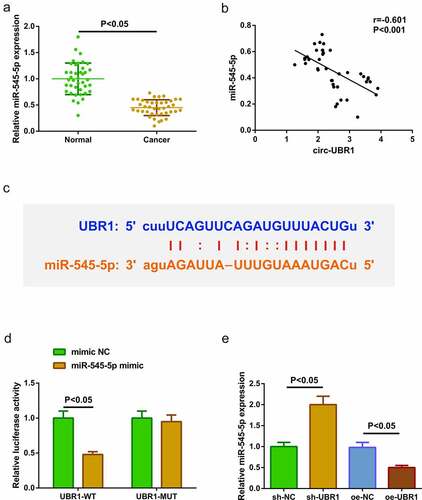 Figure 2. Circ-UBR1 represses miR-545-5p. (a) qRT-PCR detection of miR-545-5p in LC and adjacent tissues (n = 40); (b) Association of circ-UBR1 with miR-545-5p; (c) Bioinformatics website starBase to predict the binding site of circ-UBR1 to miR-545-5p; (d) The targeting of circ-UBR1 with miR-545-5p verified via the luciferase activity assay; (e) qRT-PCR detection of miR-545-5p in A549 cells of each group. The data in the Fig. were all measurement data, and manifestation of the values was mean ± SD. P < 0.05