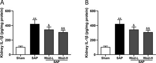 Figure 4. Renal IL-1β and IL-18 levels. (a, b) IL-1β and IL-18 levels in kidney tissues were assessed using ELISA. The data are presented as the mean ± SD (n = 5). **p < 0.01 vs. the Sham group; &p < 0.05 vs. the SAP group; &&p < 0.01 vs. the SAP group.