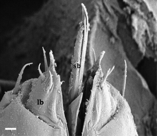 Figure 5. Sensilla on the mouthparts of an unnamed species of Glycaspis on Eucalyptus sideroxylon (sensilla on extended labium, lb; stylet bundle, sb) [bar = 1 μm] (Source: Sharma et al. Citation2013).