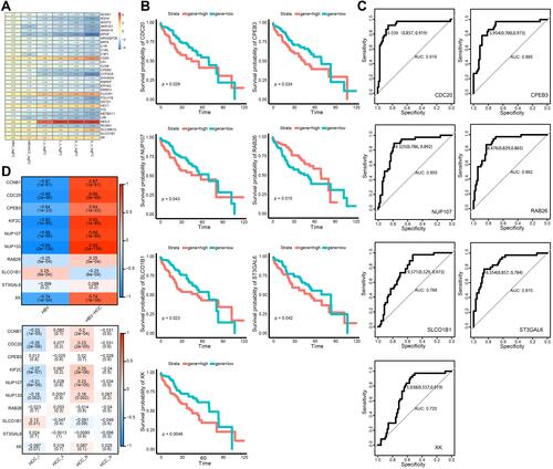 Figure 3 Identification of bridge genes for HBV-induced HCC. (A) Heatmap depicting 32 dysregulated genes in the progression from HBV to HCC. Red represents up-regulated and blue represents down-regulated. (B) Line graph depicting survival probabilities over time for HCC patients showing high or low expression of the respective gene. (C) Receiver operating characteristic curves showing prognostic potential of bridge genes in HBV-related HCC. (D) Heat map depicting correlations of bridge genes. Red stands for positive correlation and blue stands for negative correlation.