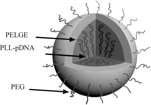 FIG. 1 Schematic representation of the PELGE-PLL-pDNA nanoparticle were formed here, with PELGE as the shell and PLL/DNA as the core.