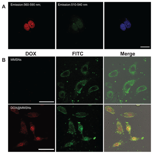 Figure S4 The fluorescence of DOX was detectable in FITC channel. (A) A549 cells were treated with free DOX in PBS at 5 μg/mL for 1 hour, fixed, and prepared for confocal microscopy. The fluorescence of DOX was mostly located in nuclei, and detectable in both 510–540 nm (FITC channel) and 560–590 nm emission range. (B) A549 cells were treated with empty MMSNs or DOX-MMSNs for 1 hour. Live cells were observed under confocal microscope. DOX-MMSNs-treated cells shows nucleic red fluorescent, whereas empty MMSNs-treated cells did not, which implies that it was the loaded DOX rather than MMSNs that entered nuclei.Note: Scale bar: 50 μm.Abbreviations: DOX, doxorubicin; FITC, fluorescein isothiocyanate; MMSNs, magnetic mesoporous silica nanoparticles.