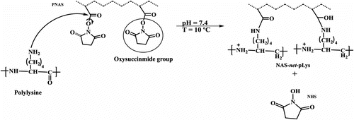 Figure 1 Cross-linking reaction between PNAS and poly-L-lysine.