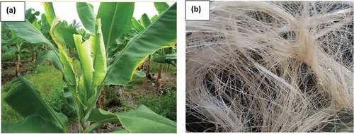 Figure 1. Image of (a) banana plant (b) banana fiber used in the study