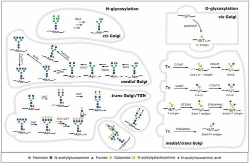 Figure 1. Overview of human N- and O-glycosylation in the Golgi apparatus. On the left side, the synthesis of a human glycoprotein with several relevant complex-type N-glycans is shown. In the cis Golgi, mannosidase I (ManI) activity leads to a Man5GlcNAc2 that can be further modified in the medial Golgi. N-acetylglucosaminyltransferase I (GnTI) activity commits the glycan to the complex or hybrid type. Mannosidase II (ManII) activity, followed by several N-acetylglucosaminyltransferases then further commits the glycan to the complex type. If only N-acetylglucosaminyltransferases II (GnTII) acts on it, the result is a biantennary complex type N-glycan. GnTIV and/or GnTV activity then generates different triantennary or a tetraantennary complex type glycan. Fucosyltransferase VIII (FucTVIII) can act on any complex or hybrid type glycan to add a core α-1,6-fucose in the medial Golgi. Afterward, in the trans Golgi, galactosyltransferases (GalT), fucosyltransferases (FucT), sialyltransferases (SiaT) or a combination of GnTs and GalTs synthesize different capping moieties (sialylation, poly-LacNAc repeats, Lewis antigens) on N-glycans