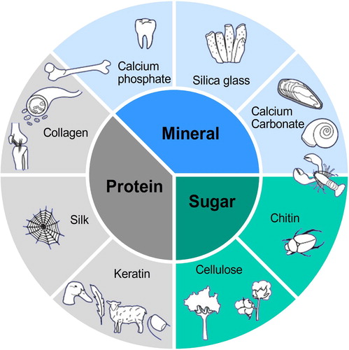 Figure 6. Biological materials are generally based on few components but acquire a huge diversity of properties and functions due to the multiscale hierarchical structure (adapted from [Citation71]).