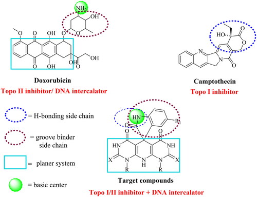 Figure 3. The molecular design rationale of the new DNA intercalating and Topo I/II inhibitors.