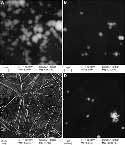 Figure 3 Scanning electron microscopy images of intracellularly biosynthesized silver nanoparticles: (A) run 1 (pH 9, 1 mM AgNO3), (B) run 3 (pH 9, 3 mM AgNO3), (C) run 5 (pH 7, 5 mM AgNO3), and (D) run 6 (pH 7, 1 mM AgNO3).